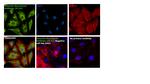 Vimentin Antibody in Immunocytochemistry (ICC/IF)