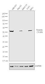 Vimentin Antibody in Western Blot (WB)