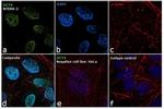 OCT4 Antibody in Immunocytochemistry (ICC/IF)