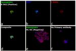 Hemoglobin Antibody