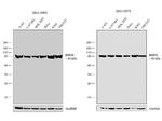 HSP90 beta Antibody