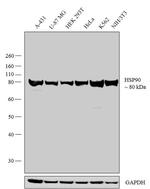 HSP90 beta Antibody in Western Blot (WB)