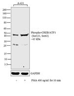 Phospho-CREB/ATF1 (Ser133, Ser63) Antibody