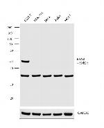 PAX8 Antibody in Western Blot (WB)