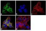 beta-3 Tubulin Antibody in Immunocytochemistry (ICC/IF)