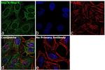 RhoA/RhoC Antibody in Immunocytochemistry (ICC/IF)