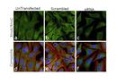 RhoA/RhoC Antibody