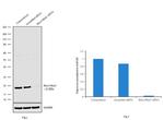 RhoA/RhoC Antibody in Western Blot (WB)