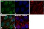 CDK7 Antibody in Immunocytochemistry (ICC/IF)