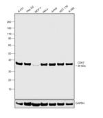 CDK7 Antibody in Western Blot (WB)