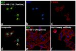 p53 Antibody in Immunocytochemistry (ICC/IF)