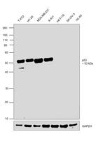 p53 Antibody in Western Blot (WB)