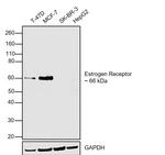 Estrogen Receptor alpha Antibody in Western Blot (WB)