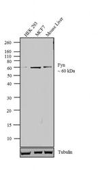 Fyn Antibody in Western Blot (WB)