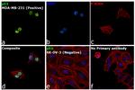 p53 Antibody in Immunocytochemistry (ICC/IF)