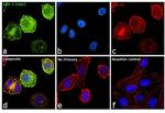 ErbB2 (HER-2) Antibody in Immunocytochemistry (ICC/IF)