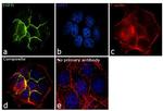 EGFR Antibody in Immunocytochemistry (ICC/IF)