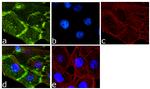 EGFR Antibody in Immunocytochemistry (ICC/IF)