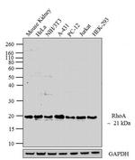 RhoA Antibody in Western Blot (WB)