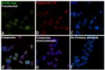 6x-His Tag Antibody in Immunocytochemistry (ICC/IF)