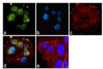 BRCA1 Antibody in Immunocytochemistry (ICC/IF)