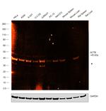 beta Actin Antibody in Western Blot (WB)