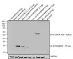 DYKDDDDK Tag Antibody