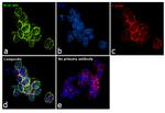 BCR-ABL Antibody in Immunocytochemistry (ICC/IF)