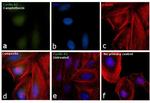 Cyclin A2 Antibody