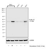 Cyclin A2 Antibody in Western Blot (WB)