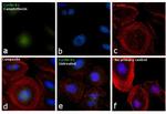 Cyclin B1 Antibody in Immunocytochemistry (ICC/IF)