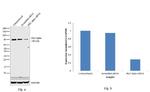 PKC alpha Antibody in Western Blot (WB)