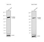 N-cadherin Antibody