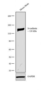 N-cadherin Antibody in Western Blot (WB)