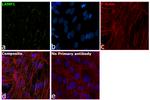 LAMP1 Antibody in Immunocytochemistry (ICC/IF)