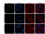 LAMP1 Antibody