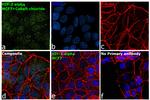 HIF-2 alpha Antibody