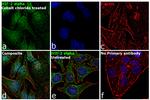 HIF-2 alpha Antibody in Immunocytochemistry (ICC/IF)