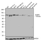 BUBR1 Antibody