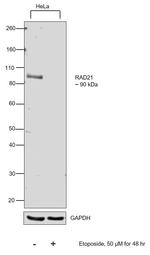 RAD21 Antibody in Western Blot (WB)