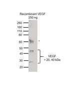 VEGF Antibody in Western Blot (WB)