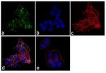 Protein APC Antibody in Immunocytochemistry (ICC/IF)