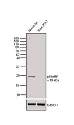 p19ARF Antibody