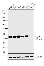 NQO1 Antibody