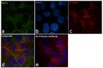 NQO1 Antibody in Immunocytochemistry (ICC/IF)