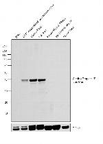 Cardiac Troponin T Antibody in Western Blot (WB)