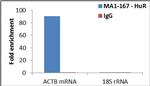 HuR Antibody