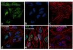 HuR Antibody in Immunocytochemistry (ICC/IF)