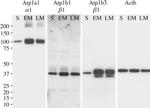 ATP1A1 Antibody in Western Blot (WB)