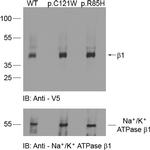 ATP1B1 Antibody in Western Blot (WB)